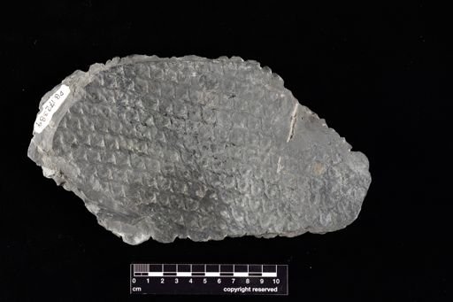 Lepidodendron?