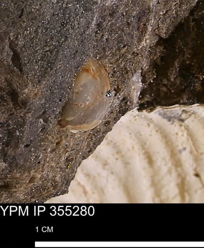 undet. Bivalvia