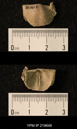 Chonetes granulifer