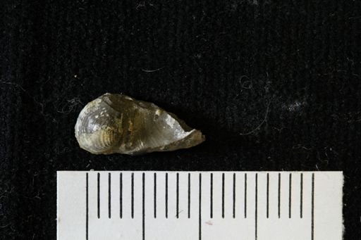 Cuspidaria