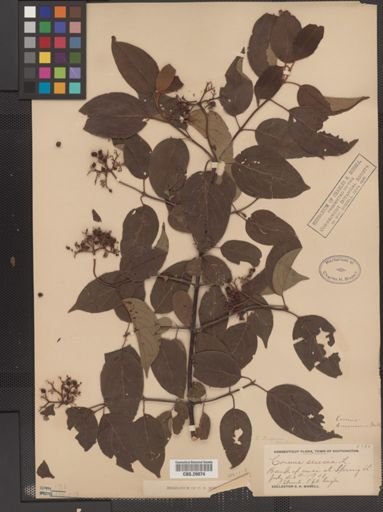 Cornus amomum