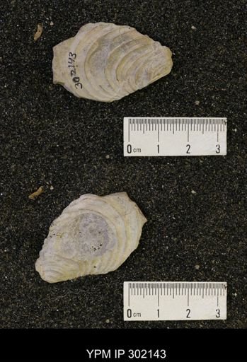 Inoceramus acutiplicata
