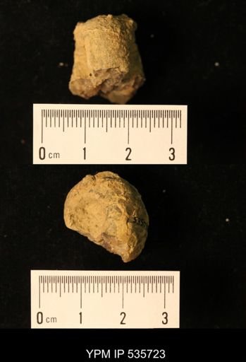 undet. Bellerophontoidea