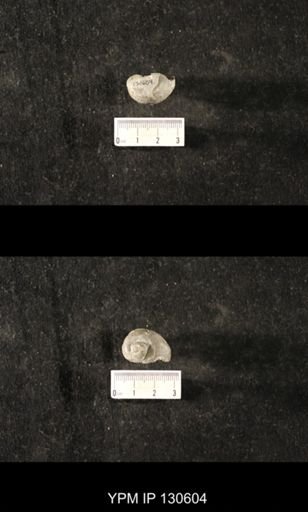 Platyostoma sp.