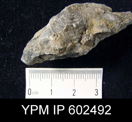 Leptaena sp.
