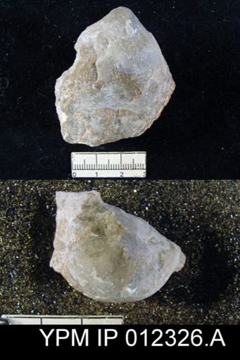 Martinia rhomboidalis