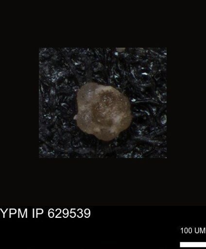 undet. Foraminiferida