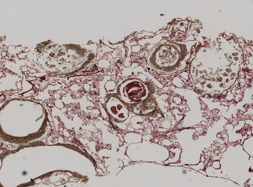 Haliclona canaliculata