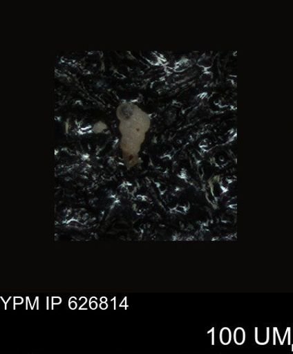 undet. Foraminiferida