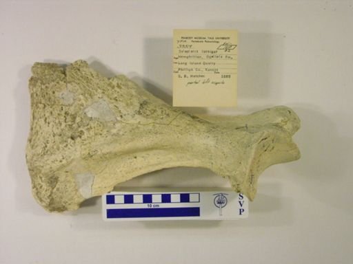 Teleoceras fossiger