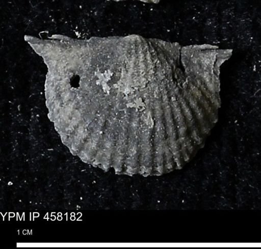 Chonetes mucronatus