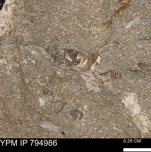 undet. Ammonoidea