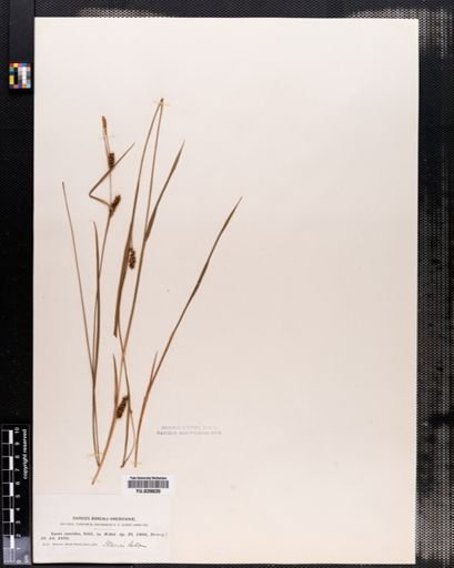 Carex conoidea