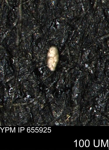 Ammobaculites euides