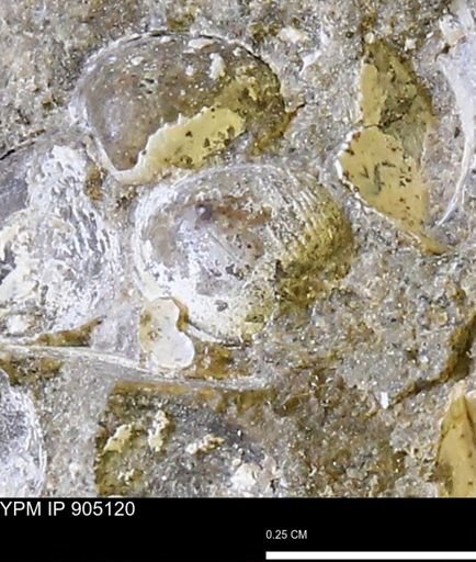 Corbulamella sp.
