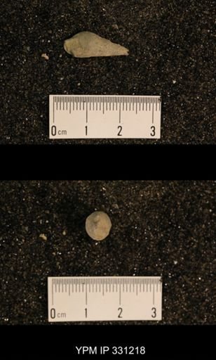 Meekospira sp.