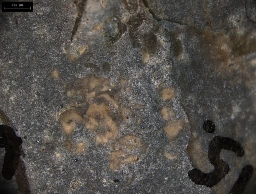 Aplocoma damesii