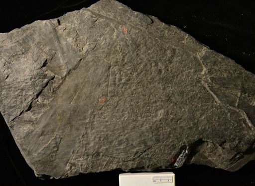 Pecopteris sp.