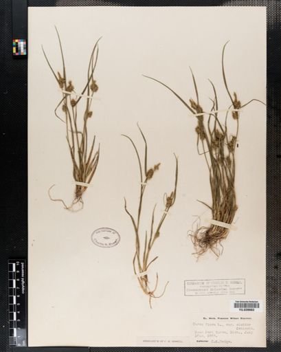 Carex flava