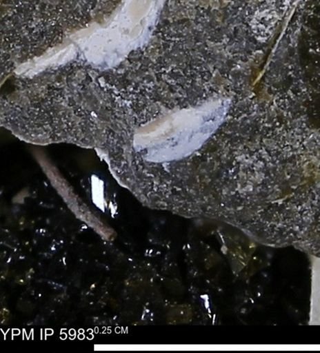Limopsis striatopunctatus