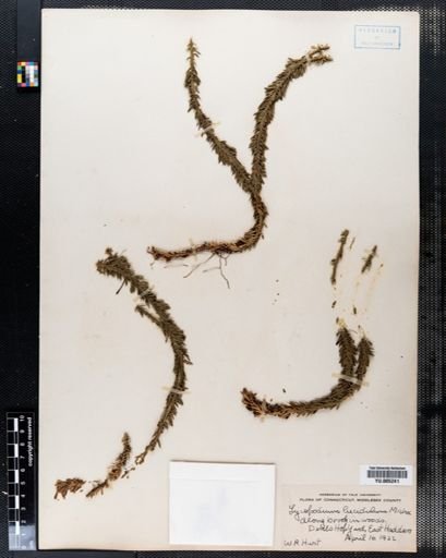 Lycopodium lucidulum