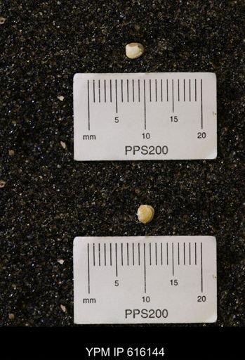 Protocardia subquadrata