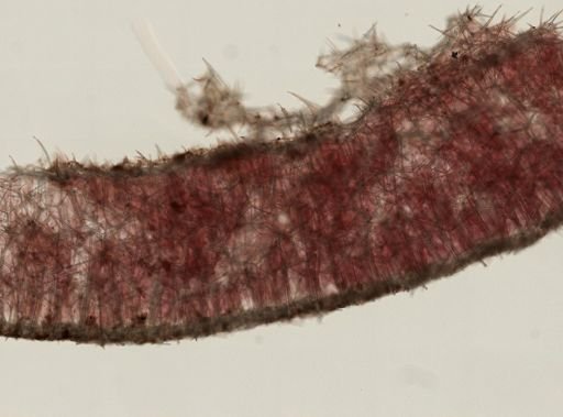 Leuconia sp.
