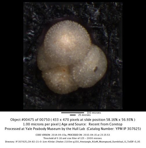 undet. Foraminiferida