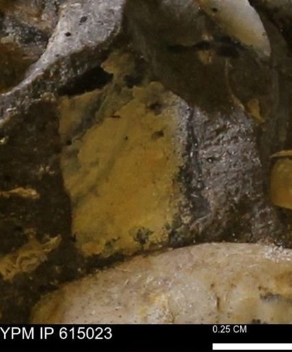 undet. Mollusca