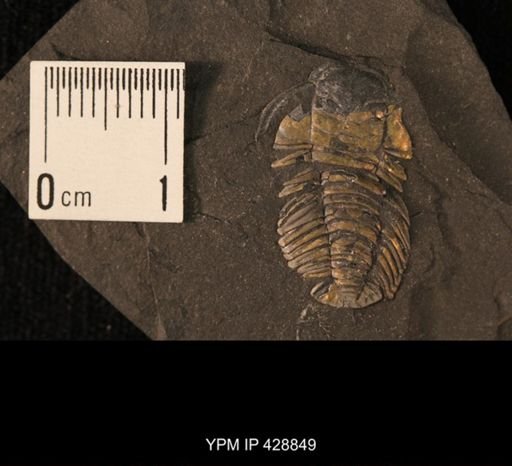 Triarthrus eatoni