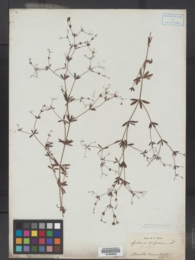 Galium tinctorium
