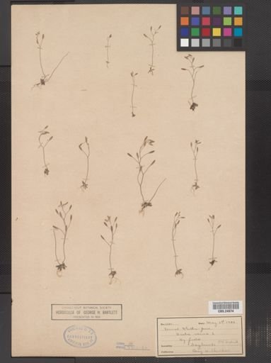 Draba verna