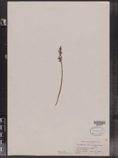 Botrychium