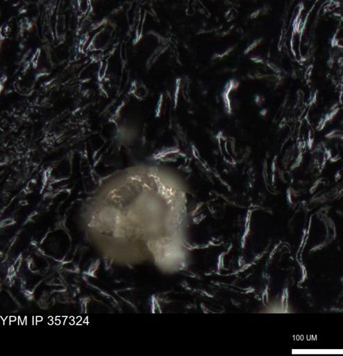 undet. Foraminiferida
