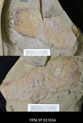 undet. Aglaspida