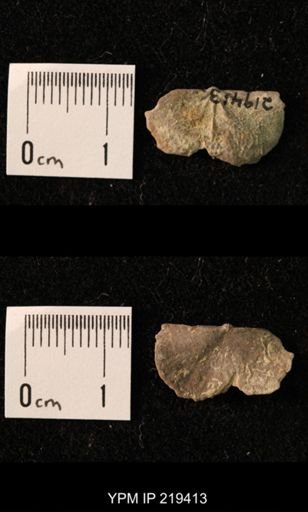 Chonetes granulifer