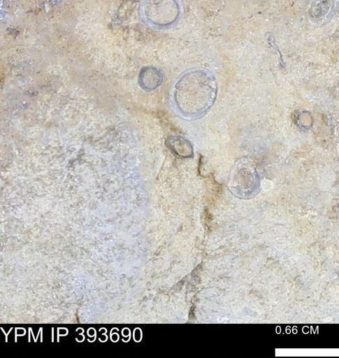 undet. Serpulidae