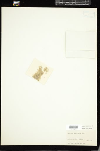 Amphiroa stelligera