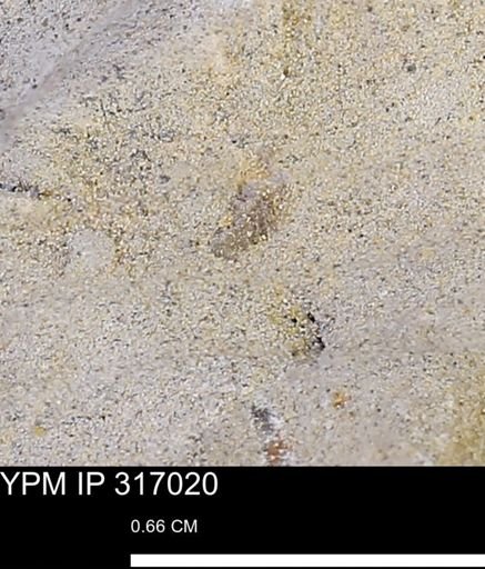 undet. Mollusca