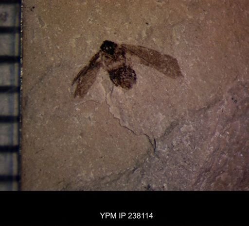 undet. Fulgoridae
