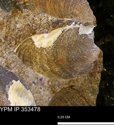 Limopsis striatopunctatus