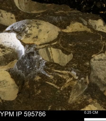 Protocardia sp.