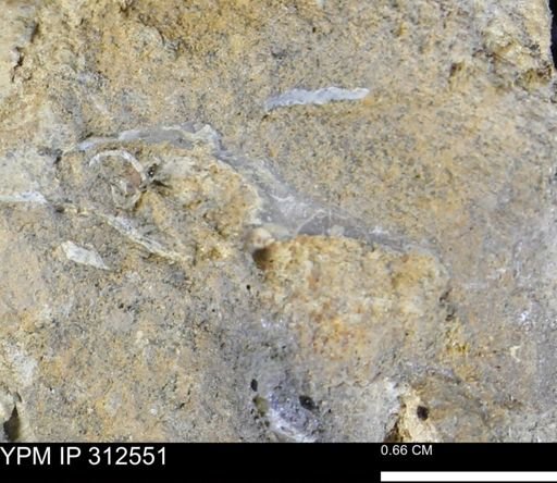 undet. Mollusca