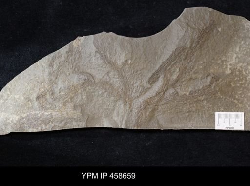 Bryozoa?