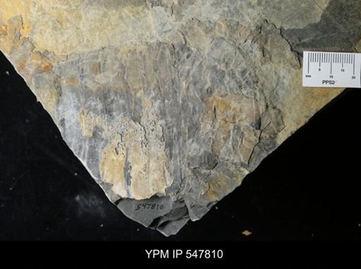 Eurypterus pittsfordensis