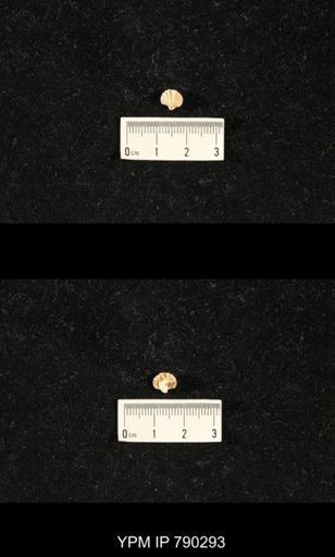 Meekella sp.