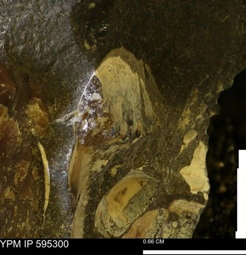 Sphenodiscus sp.
