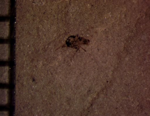 undet. Insecta