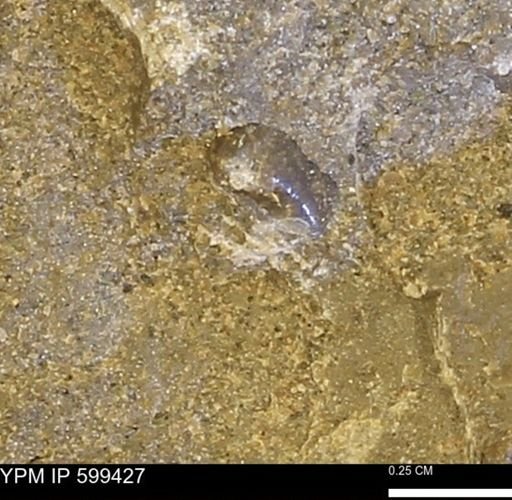 Protocardia subquadrata