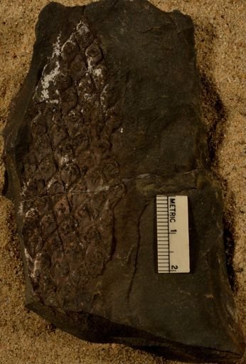 Lepidodendron